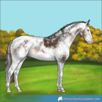 Horse Color:White Spotted Liver Chestnut Splash Tobiano Rabicano 