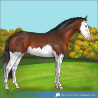 Horse Color:Bay Sabino Splash 