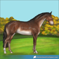 Horse Color:Liver Chestnut Rabicano 