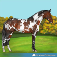 Horse Color:White Spotted Bay Rabicano