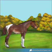Horse Color:Chocolate Bay Tobiano 