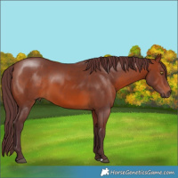 Horse Color:Chocolate Brown 