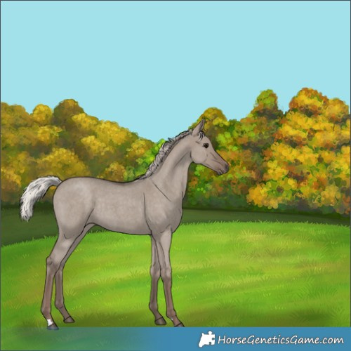 Horse Color:Silver Grullo Roan Rabicano 