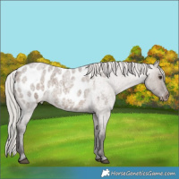 Horse Color:Silver Brown Roan Dun Blanket Rabicano