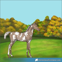 Horse Color:White Spotted Silver Grullo Rabicano
