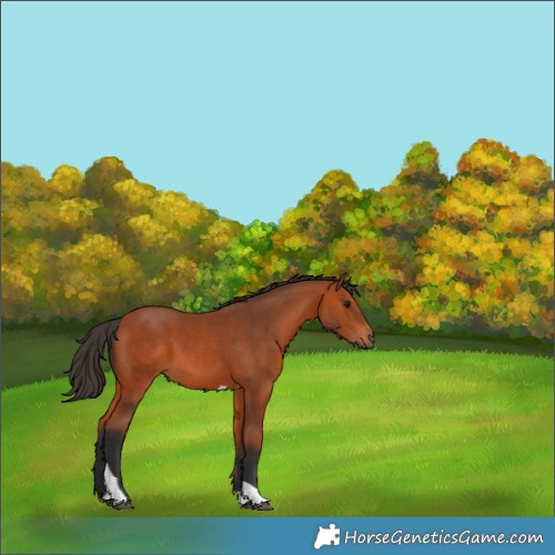 Horse Color:Bay Tobiano 