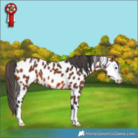 Horse Color:Bay Appaloosa 