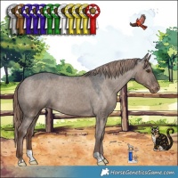 Horse Color:Liver Red Dun Appaloosa 
