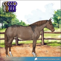 Horse Color:Liver Red Dun Appaloosa 