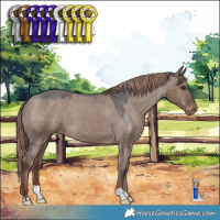 Horse Color:Liver Red Dun Appaloosa