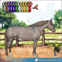 Horse Color:Liver Red Dun Appaloosa 