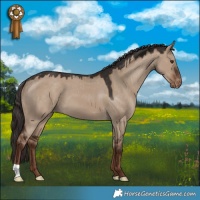 Horse Color:Liver Red Dun Appaloosa 