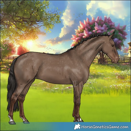 Horse Color:Liver Red Dun Appaloosa 