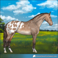 Horse Color:Bay Dun Blanket 