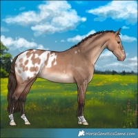 Horse Color:Bay Dun Appaloosa 