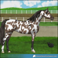 Horse Color:Liver Red Dun Near Leopard Brindle 