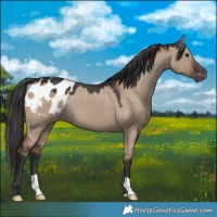 Horse Color:Liver Red Dun Appaloosa 