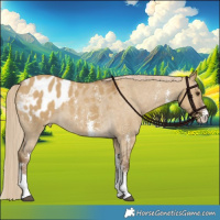 Horse Color:Chocolate Palomino Dun Sabino Appaloosa