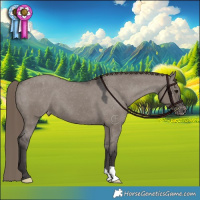 Horse Color:Smoky Grullo Appaloosa 