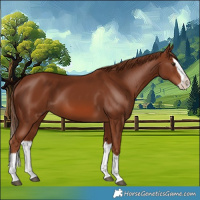 Horse Color:Chestnut Splash 