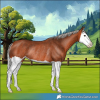 Horse Color:Silver Bay Splash Rabicano 
