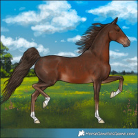 Horse Color:Liver Chestnut 
