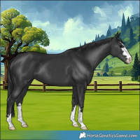 Horse Color:Black 
