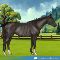Horse Color:Liver Chestnut Rabicano 
