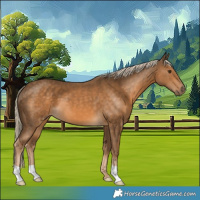 Horse Color:Chocolate Palomino 