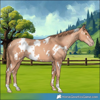 Horse Color:White Spotted Gold Champagne 