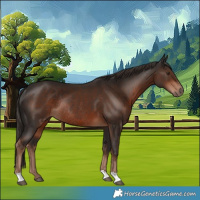 Horse Color:Liver Chestnut Rabicano 