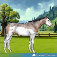 Horse Color:Brown Roan Splash Frame