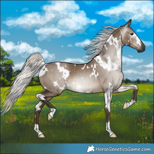 Horse Color:Gray White Spotted Silver Grullo
