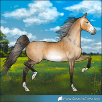Horse Color:Gray Buckskin Dun Frame Rabicano 