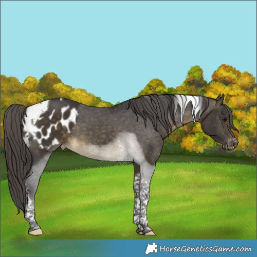 Horse Color:Buckskin Tobiano Appaloosa 