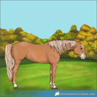 Horse Color:Chestnut Sabino 