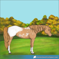 Horse Color:Chestnut Tobiano Appaloosa 