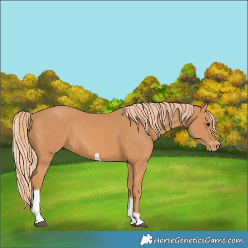 Horse Color:Chestnut Tobiano Appaloosa 