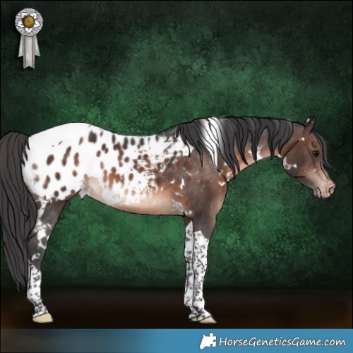 Horse Color:White Spotted Brown Tobiano Appaloosa