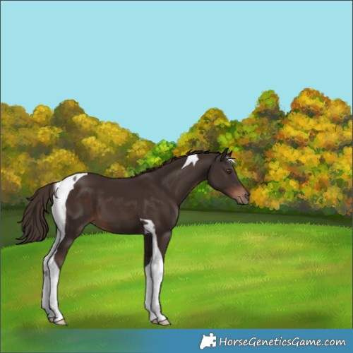 Horse Color:Liver Chestnut Tobiano