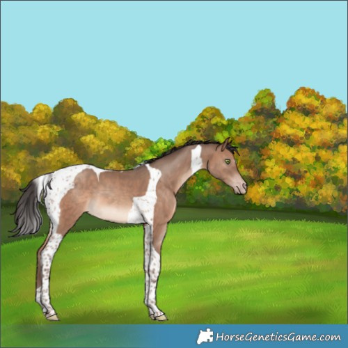 Horse Color:Sable Champagne Tobiano 