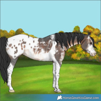 Horse Color:Brown Sabino Tobiano Appaloosa 
