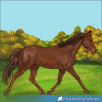 Horse Color:Chestnut 