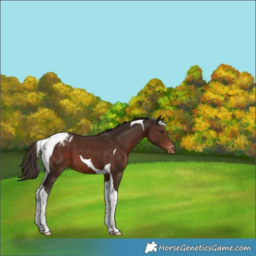 Horse Color:Liver Chestnut Tobiano Appaloosa 