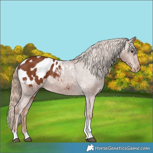 Horse Color:Chestnut Tobiano Appaloosa 