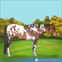 Horse Color:White Spotted Brown Appaloosa Rabicano 