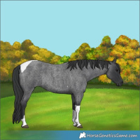 Horse Color:Blue Roan Tobiano Rabicano 