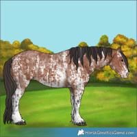 Horse Color:Bay Sabino Rabicano and Bay Sabino Rabicano