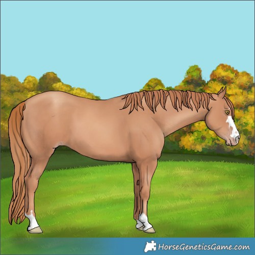 Horse Color:Gold Champagne 