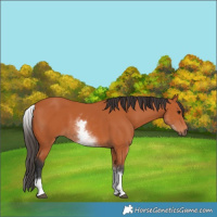 Horse Color:White Spotted Bay 